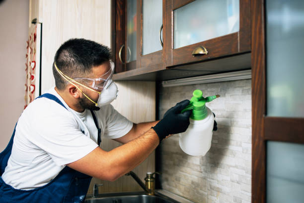 Wasp Removal Services in Harwood Heights, IL