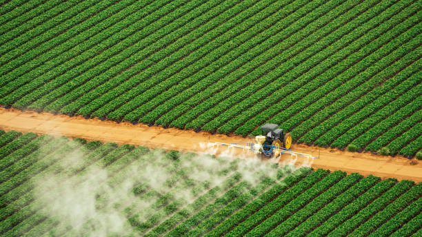 Best Pest Removal Services  in Harwood Heights, IL